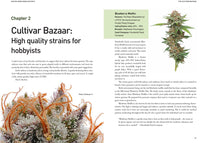 Ask Ed: Marijuana Success