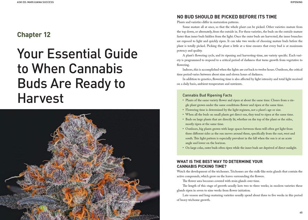 Ask Ed: Marijuana Success