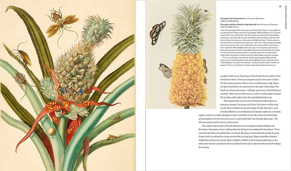 Maria Sibylla Merian