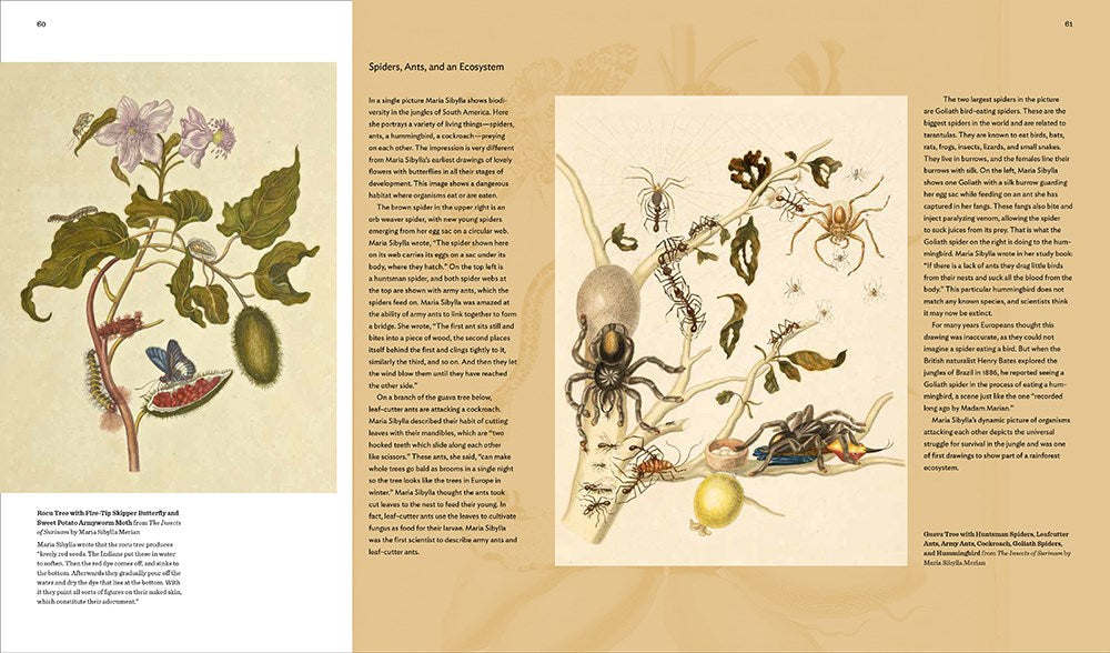 Maria Sibylla Merian