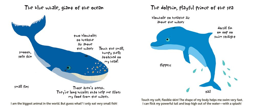 Touch and Explore: The Ocean