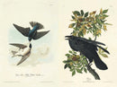 The Birds of America