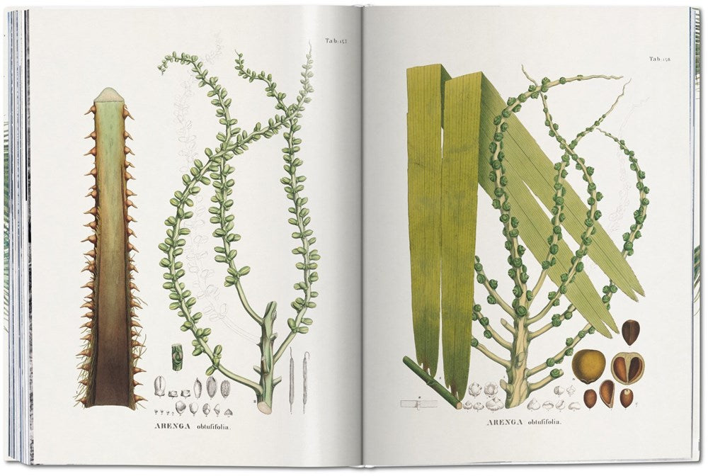 Martius. The Book of Palms