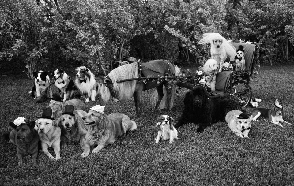 Bruce Weber. The Golden Retriever Photographic Society