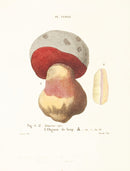 Mushroom Postcards