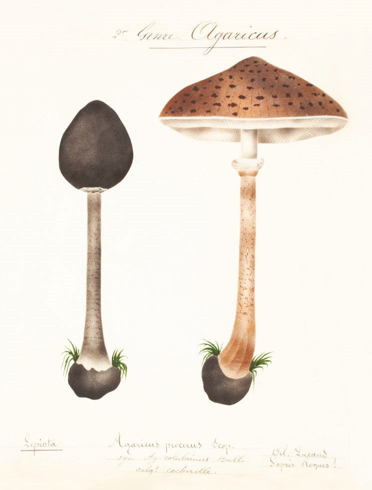 Mushroom Postcards