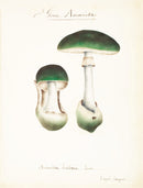 Mushroom Postcards