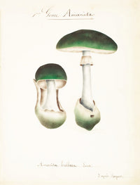 Mushroom Postcards