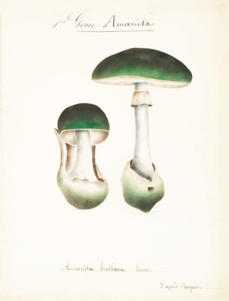 Mushroom Postcards
