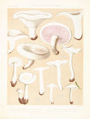 Mushroom Postcards