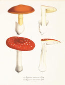 Mushroom Postcards
