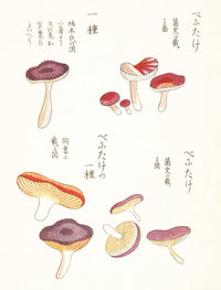 Mushroom Postcards