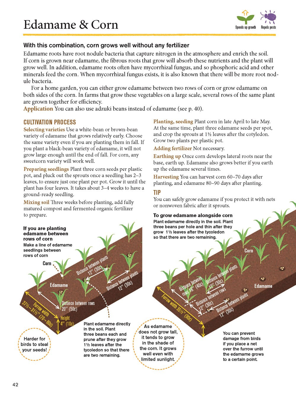 Japanese Style Companion Planting