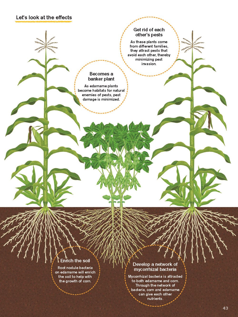 Japanese Style Companion Planting