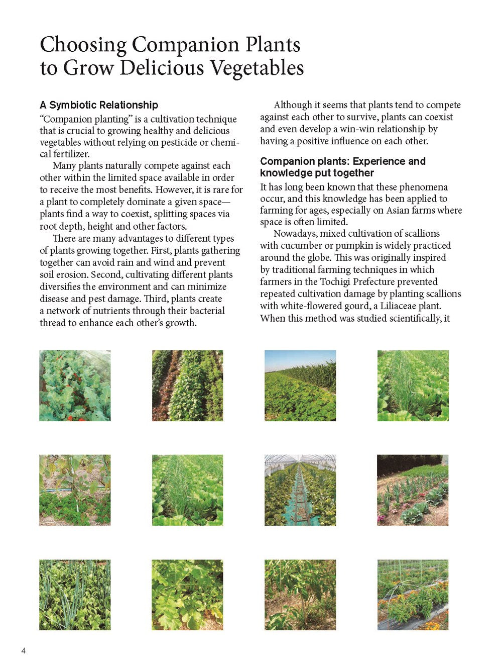 Japanese Style Companion Planting