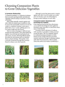 Japanese Style Companion Planting