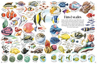 Shapes and Patterns in Nature