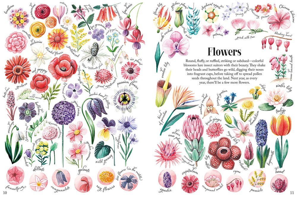 Shapes and Patterns in Nature