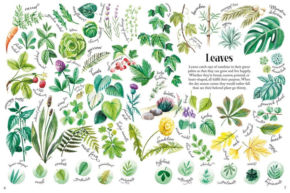 Shapes and Patterns in Nature