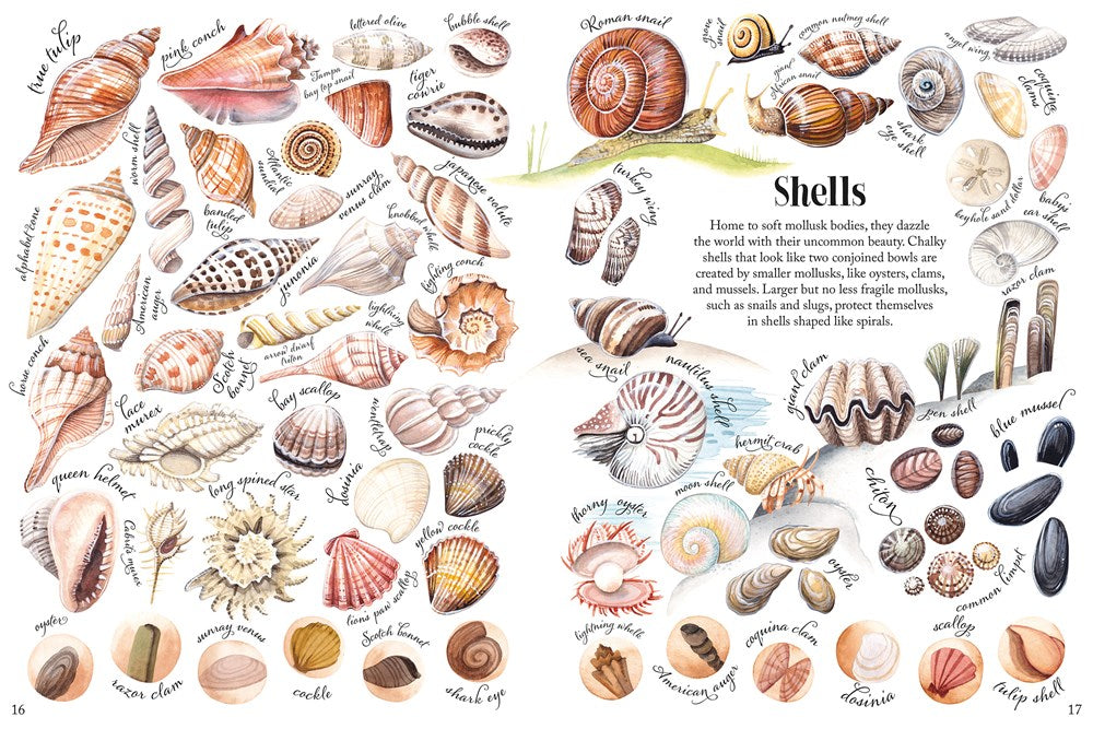 Shapes and Patterns in Nature