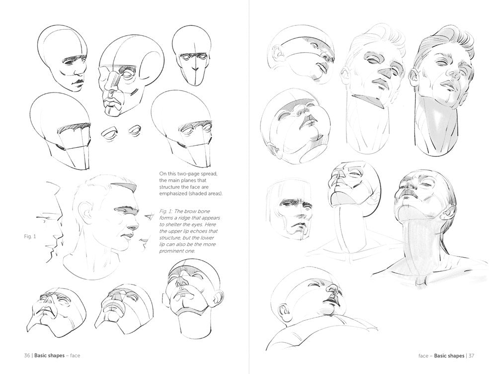 Morpho: Face, Head, and Neck: Anatomy for Artists (Morpho: Anatomy for Artists, 10)