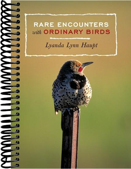 Rare Encounters with Ordinary Birds